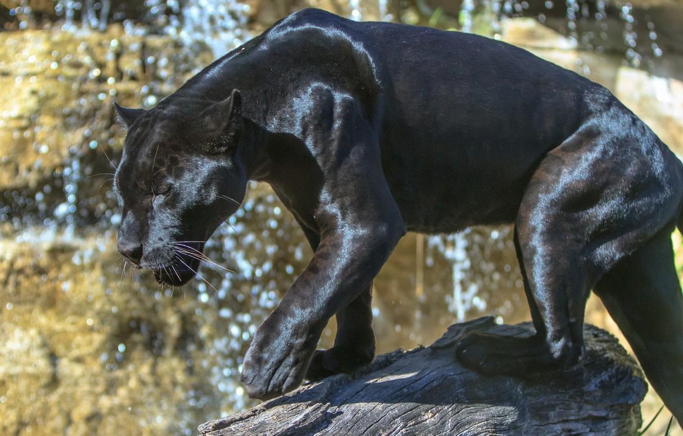 1332x850 Wallpaper glare, predator, power, Panther, grace, wild cat, zoo, sunlight, black Jaguar image for desktop, section кошки