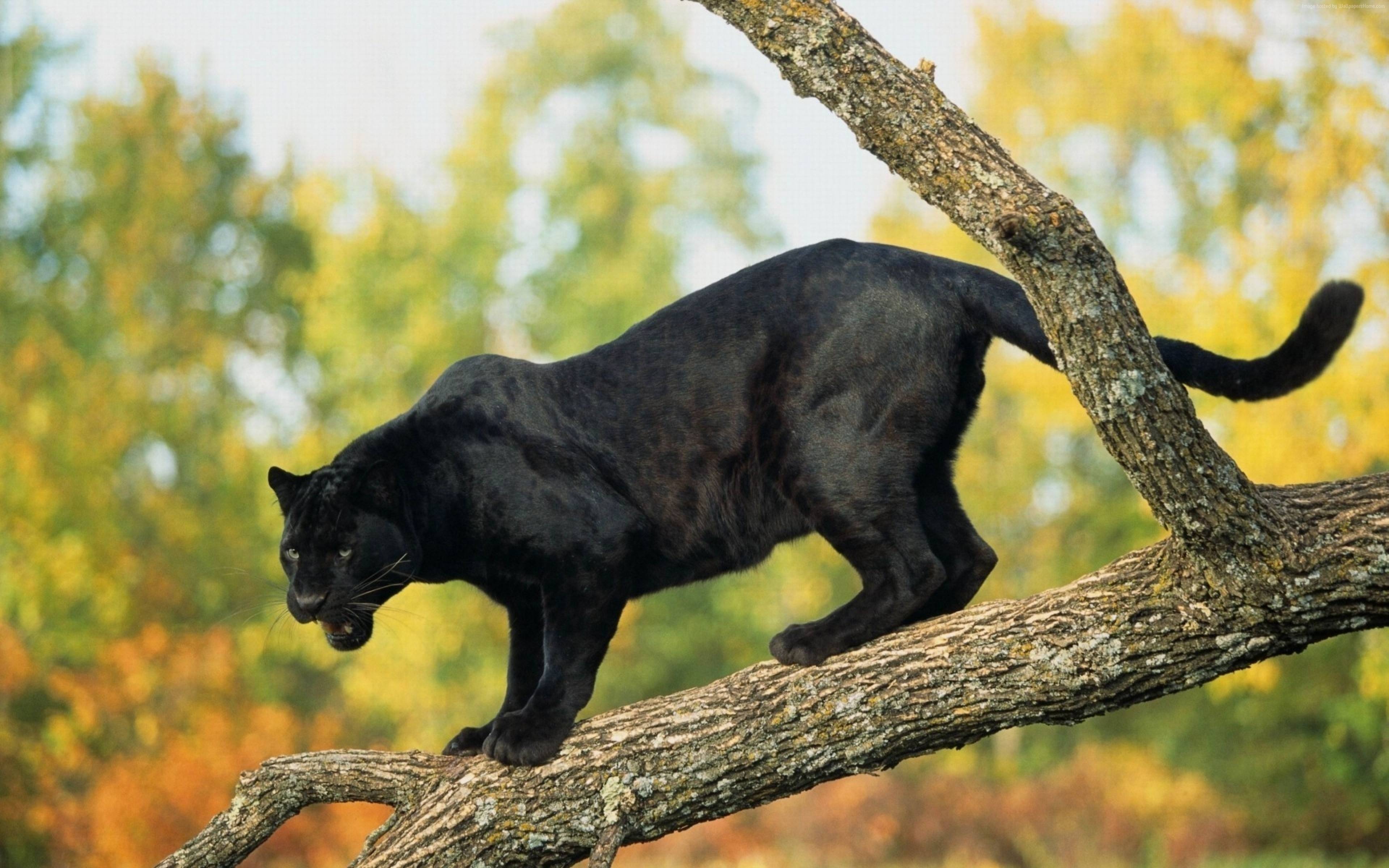 3840x2400 A terrible black panther stands on a tree branch Desktop wallpaper 1366x768