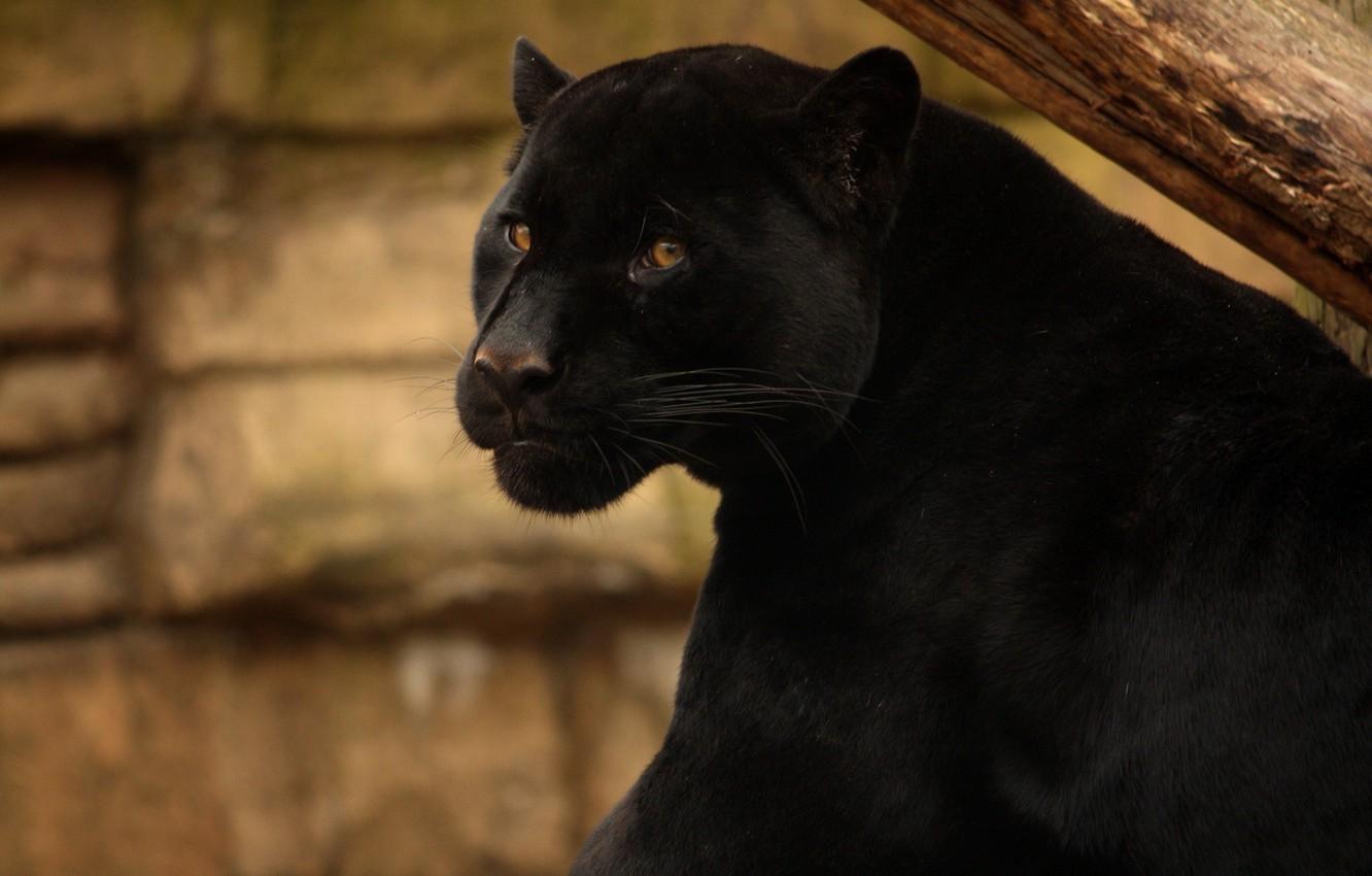1332x850 Wallpaper face, predator, Panther, wild cat, black Jaguar image for desktop, section кошки