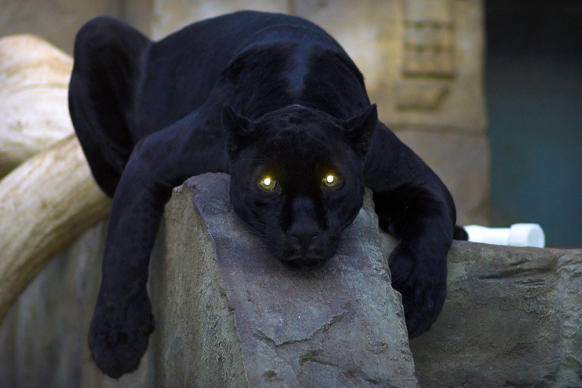 1920x1280 Cat Black Panther Wallpaper