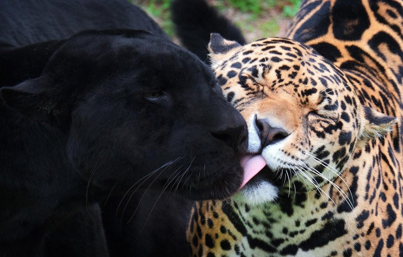 1332x850 Wallpaper Panther, wild cats, black Jaguar, jaguars image for desktop, section кошки