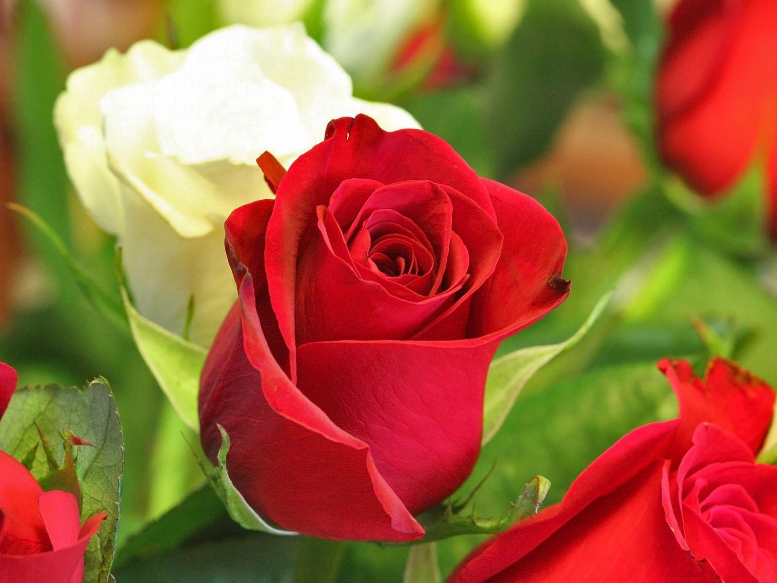 1600x1200 Beautiful Rose Flowers Wallpaper