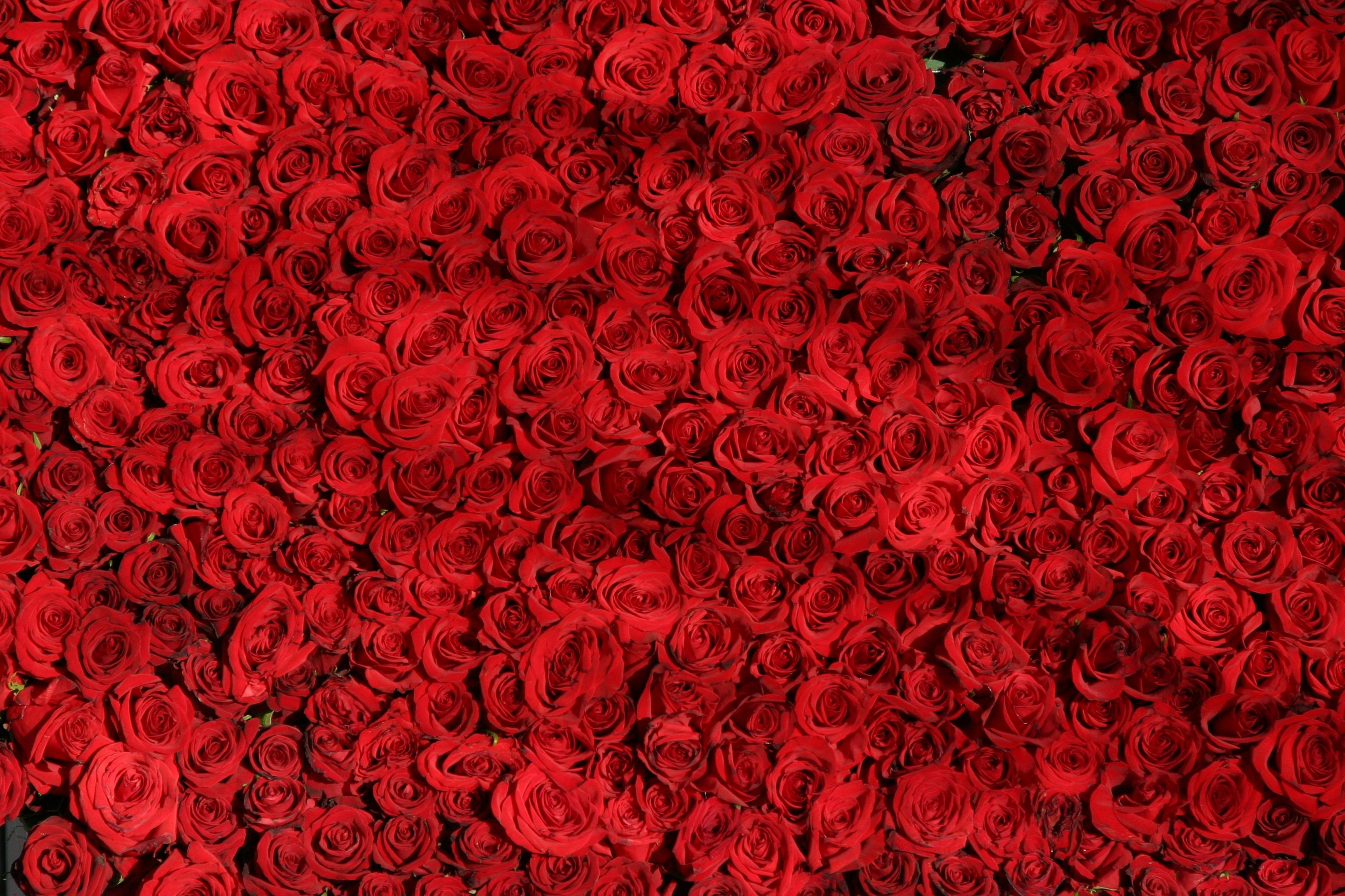 3072x2048 Red Rose Flowers for Desktop HD wallpaper