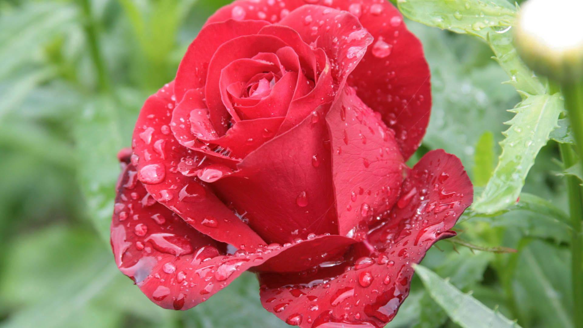 1920x1080 Rose Wallpaper & Background For FREE