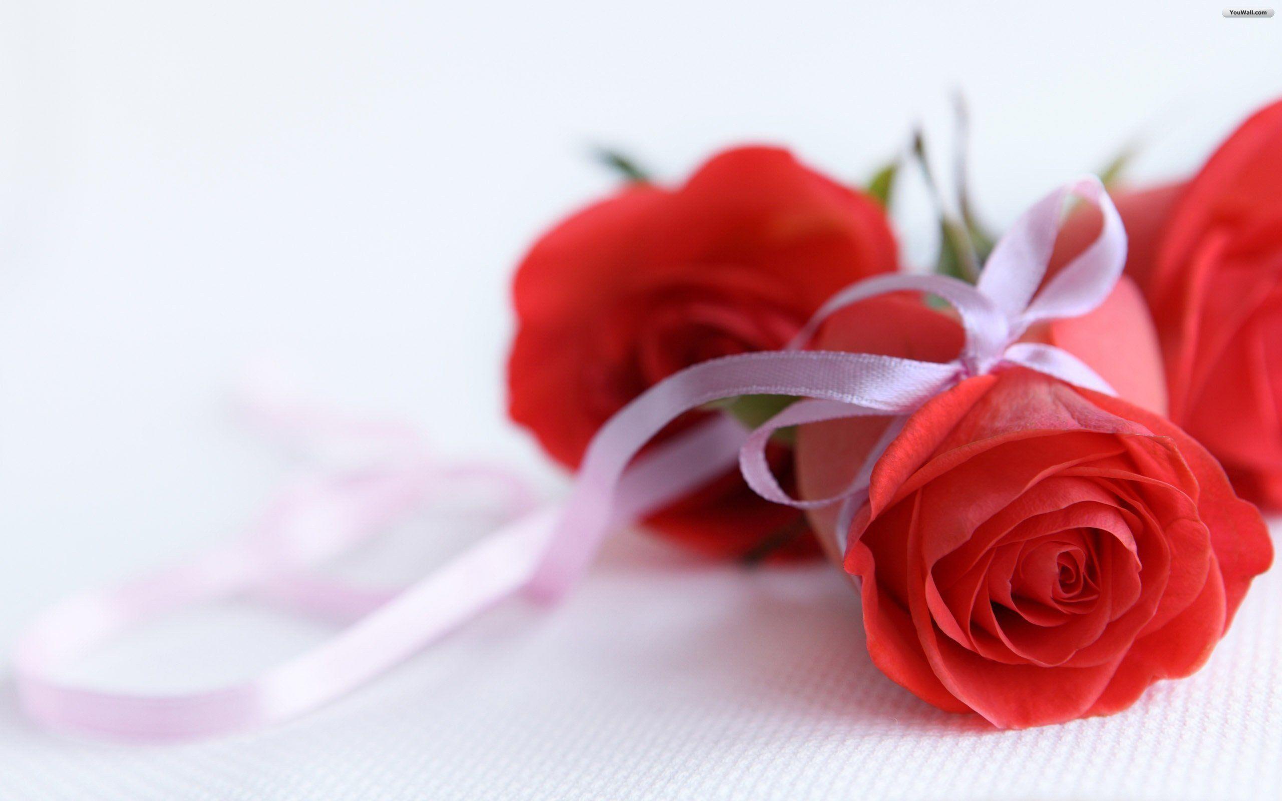 2560x1600 Roses Wallpaper For Desktop