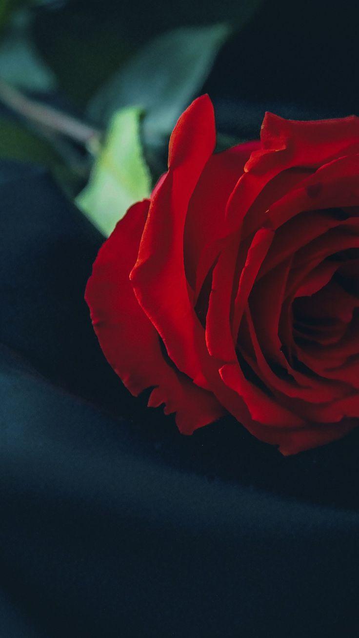 736x1308 Download Wallpaper Black Silk, Red Roses, 4k, Close Up, Red Flowers, Bokeh, Roses For Desktop With Resolution 1080x1920. High Quality HD Picture Wallpaper