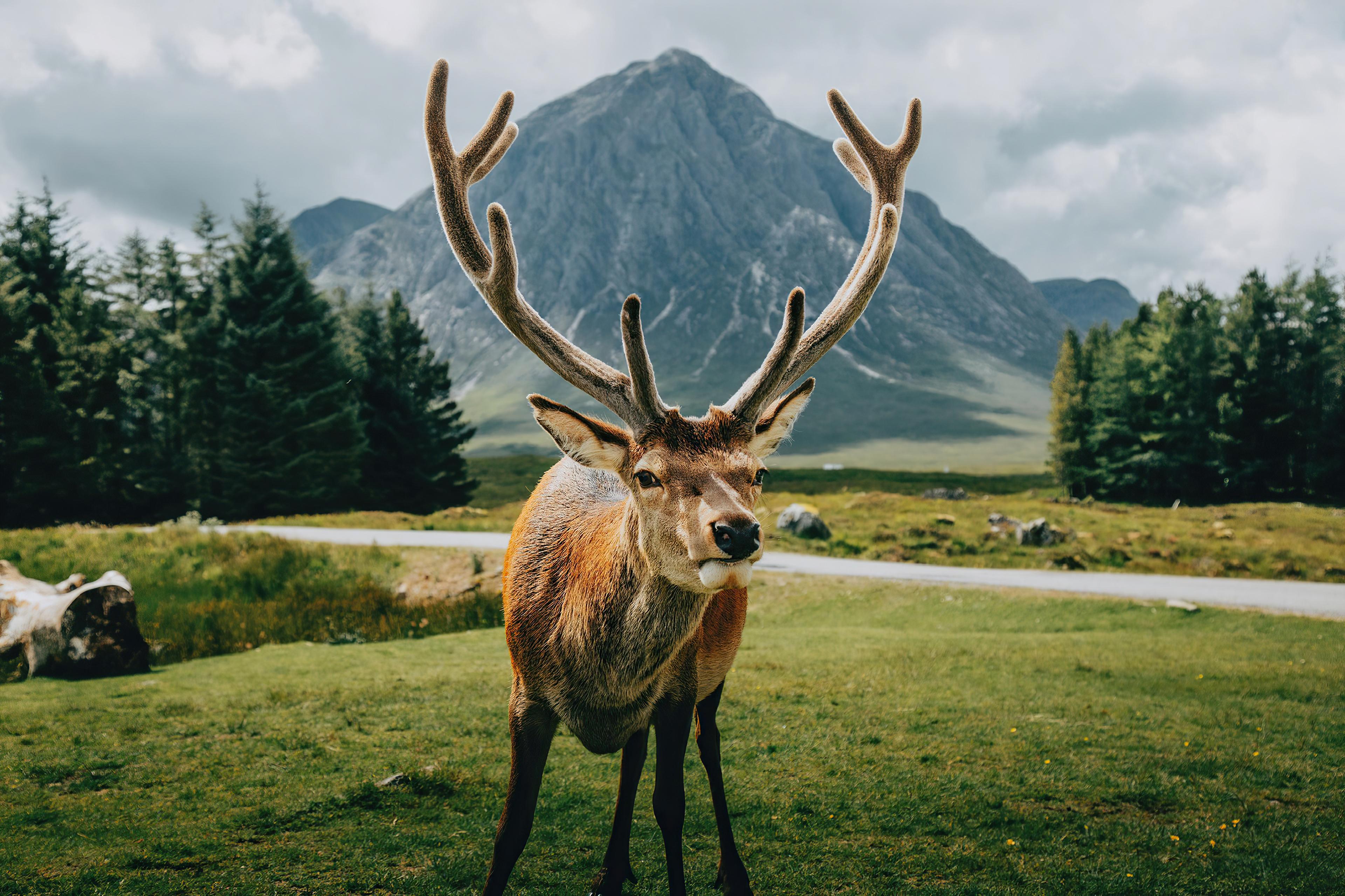 3840x2558 Deer Wallpaper
