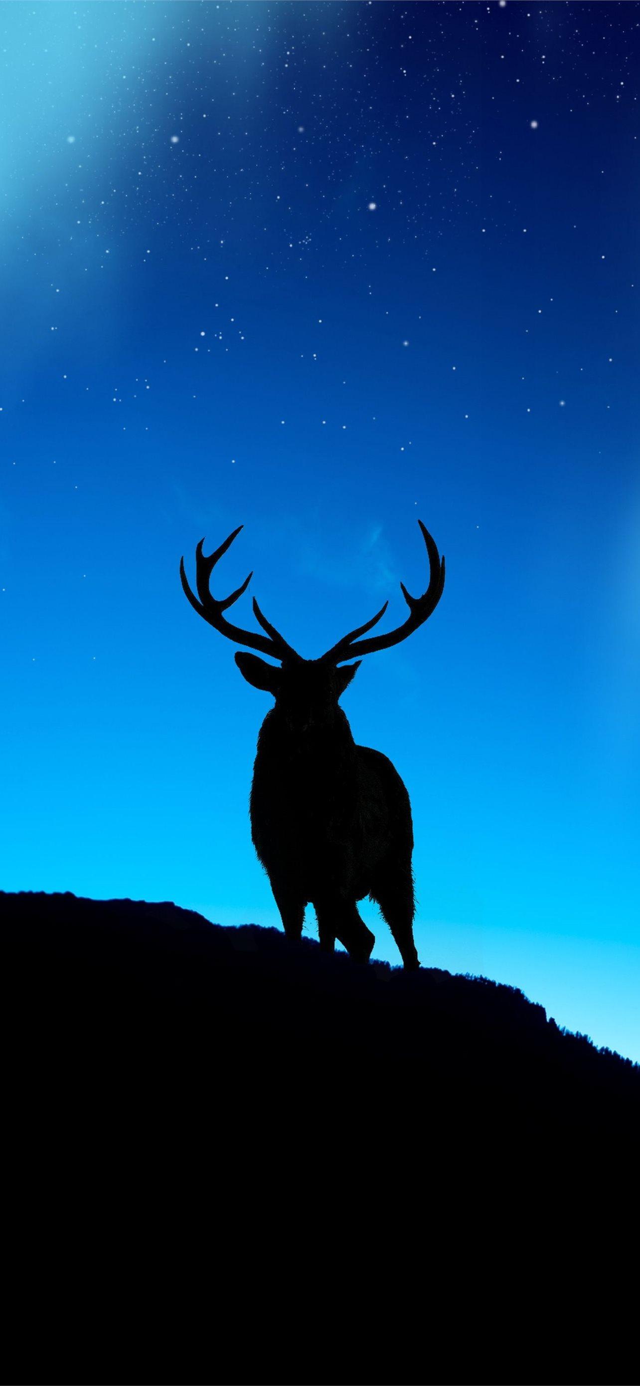 1284x2778 deer iPhone Wallpaper Free Download
