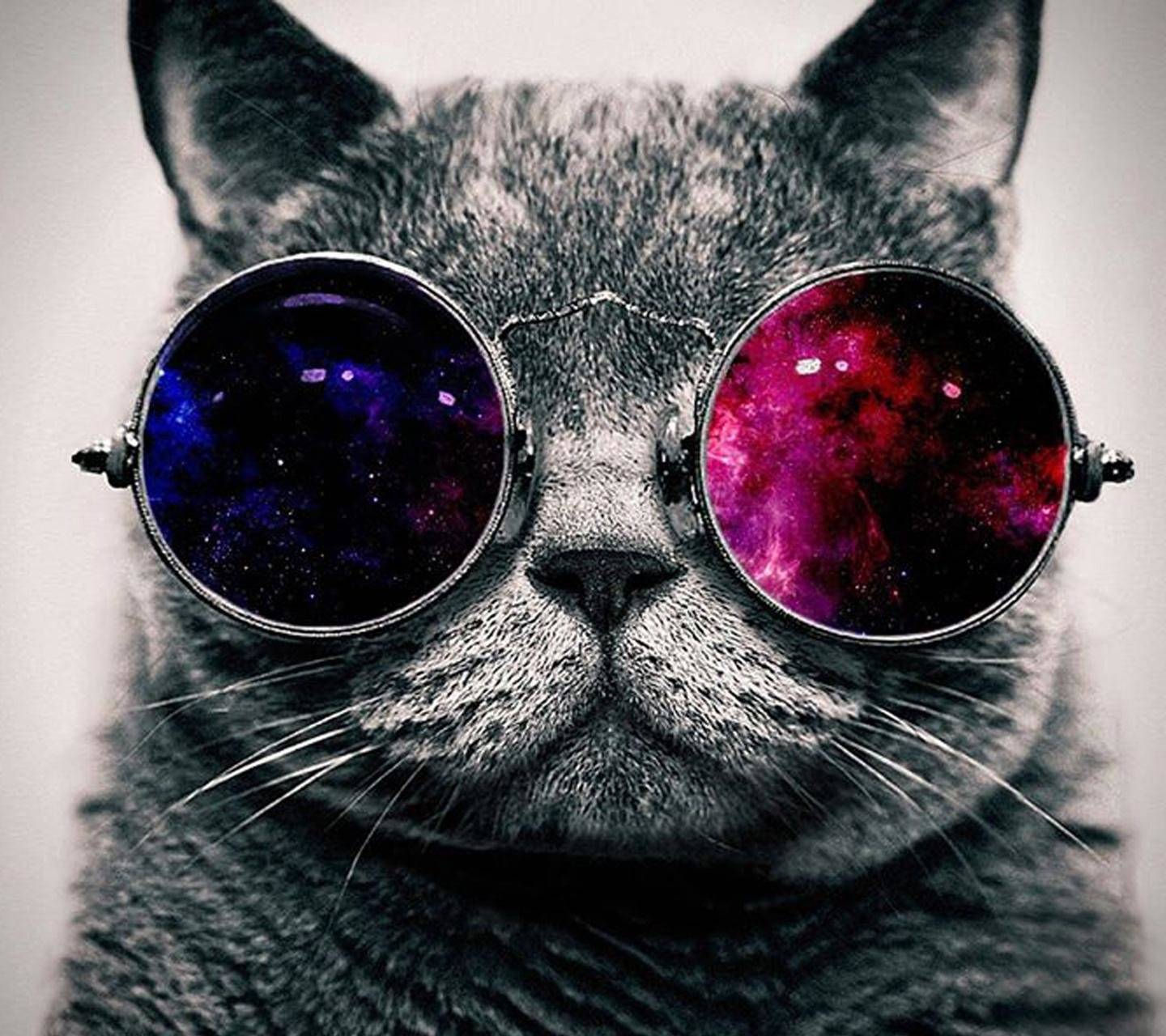 Hipster Cat Phone Wallpapers - Top Free Hipster Cat Phone Backgrounds - WallpaperAccess