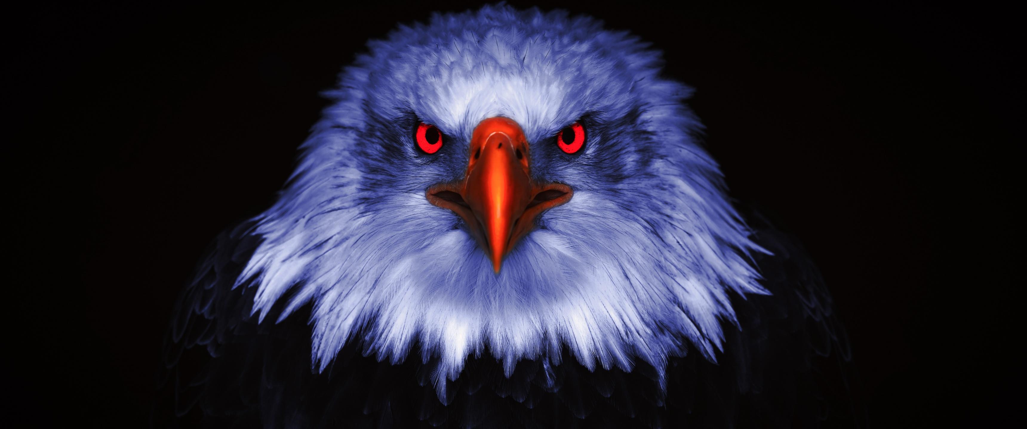 3440x1440 Eagle Wallpaper 4K, Bird of prey, Raptors, Red eyes, Animals