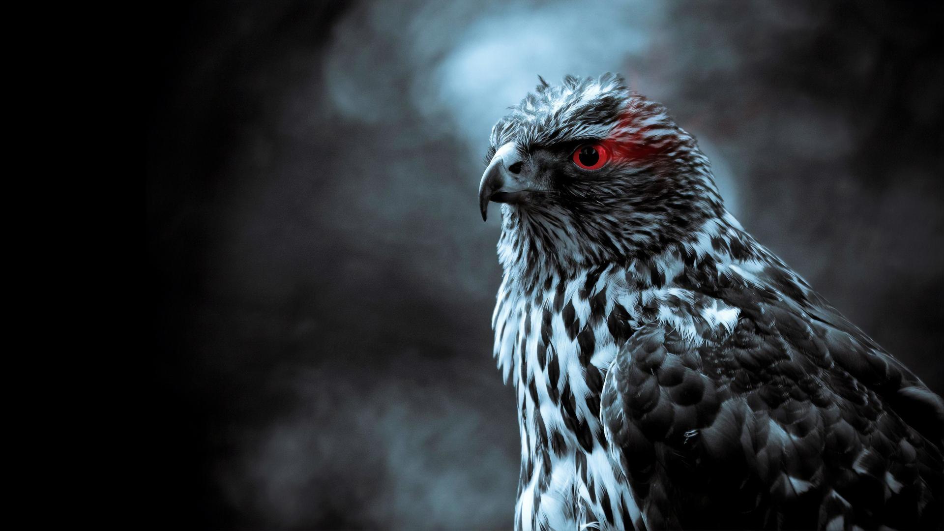 1920x1080 Red Eye Eagle 4k Laptop Full HD 1080P HD 4k Wallpaper, Image, Background, Photo and Picture