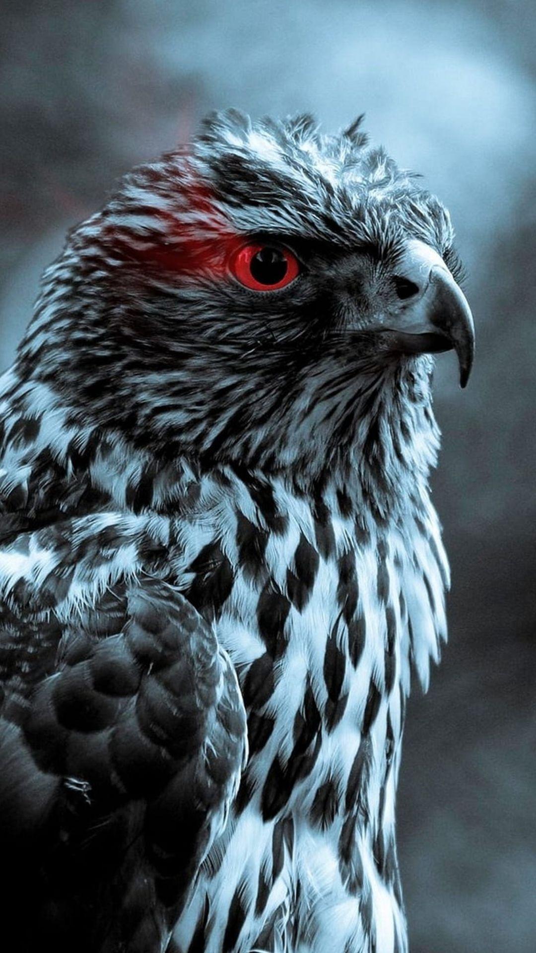 1080x1920 Best Eagle Wallpaper [ Desktop + Phone ]