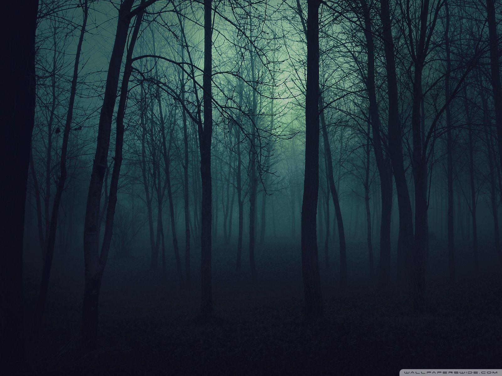 Dark Forest 4K Ultra HD Wallpapers Top Free Dark Forest 4K Ultra HD 