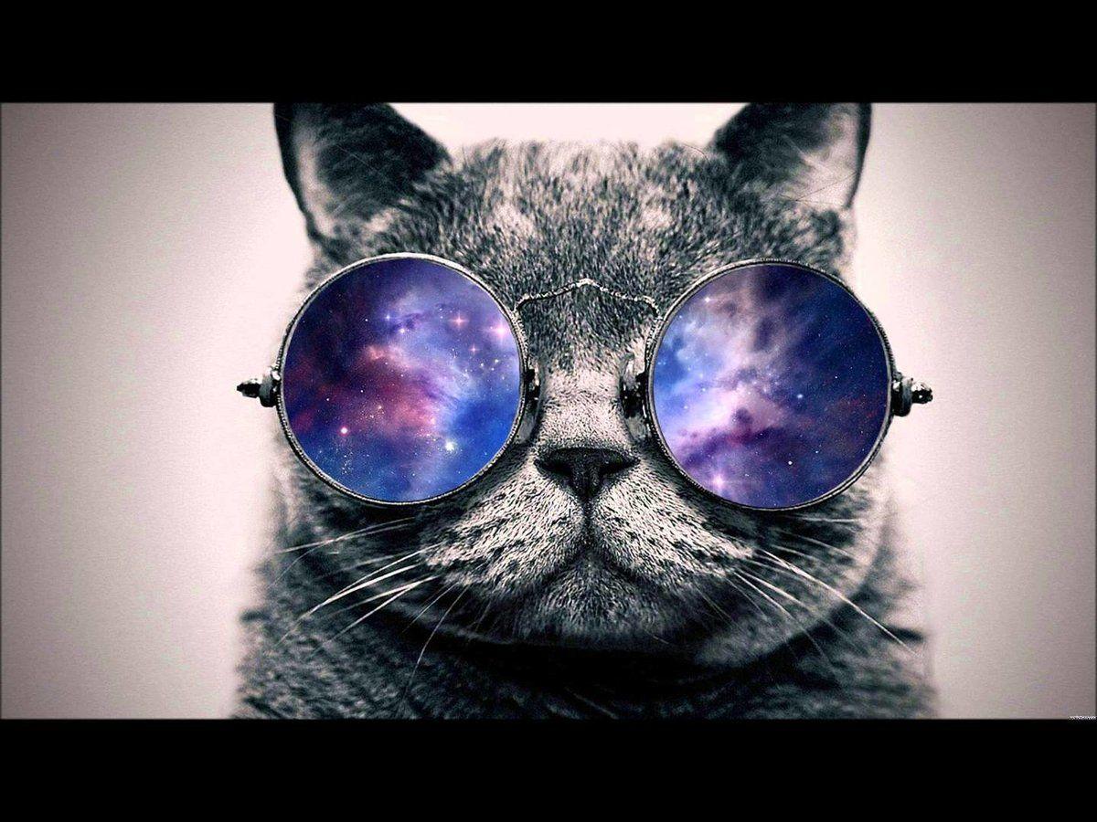 1200x900 Hipster Cat Wallpaper 1080p * dodskypict