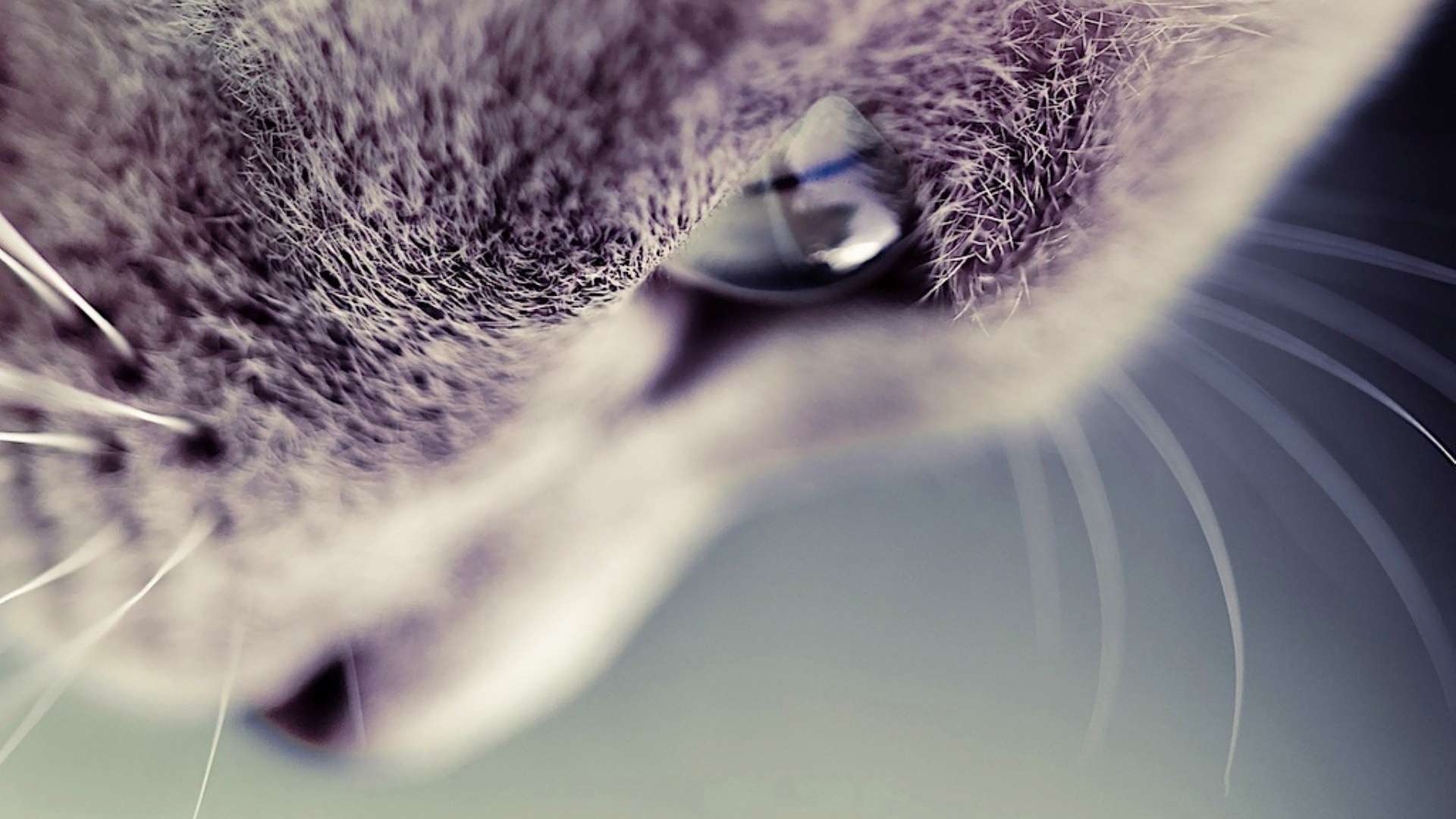 1920x1080 Hipster Cat Wallpaper High Resolution • dodskypict