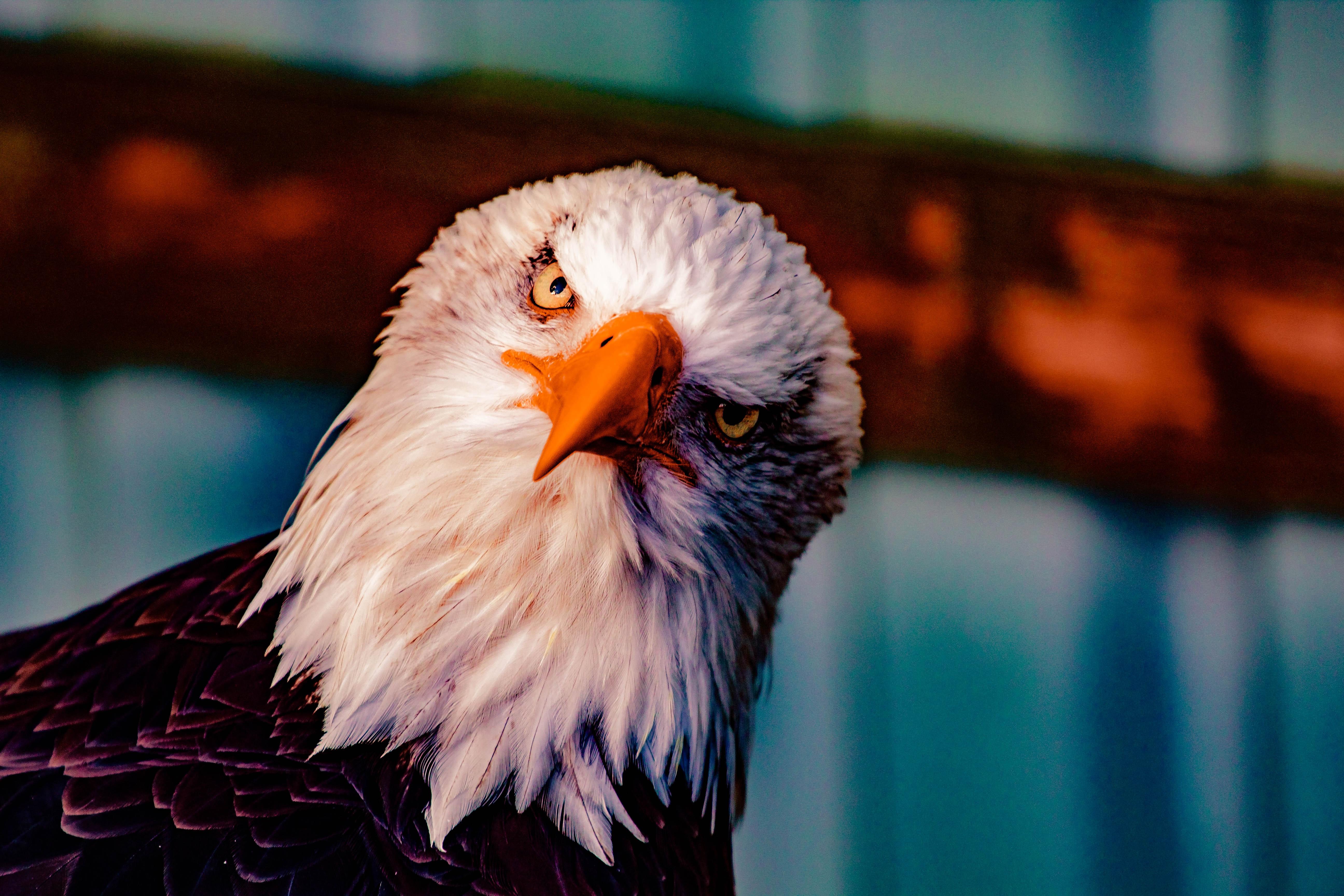 5184x3456 Best Eagle Image · 100% Free Downloads
