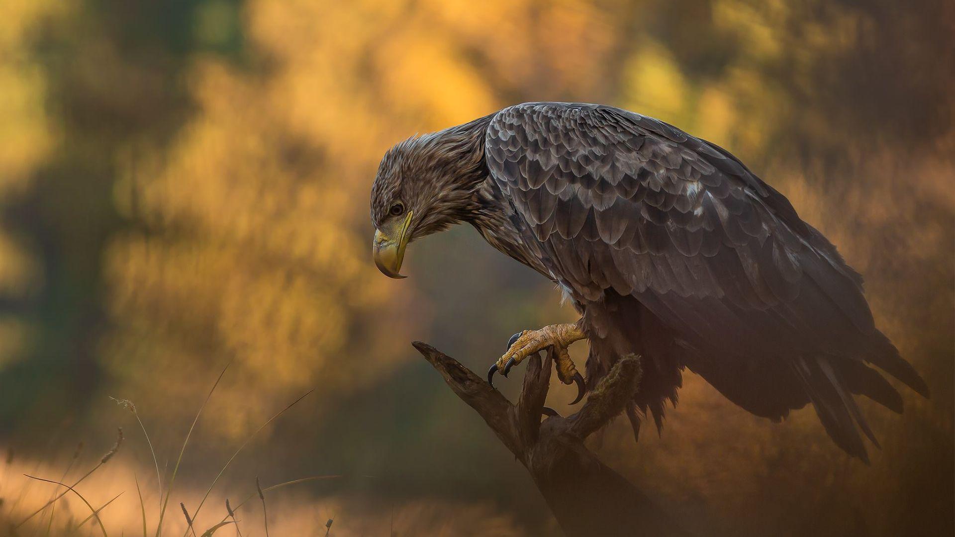 1920x1080 Eagle Wallpaper Eagle Background Download