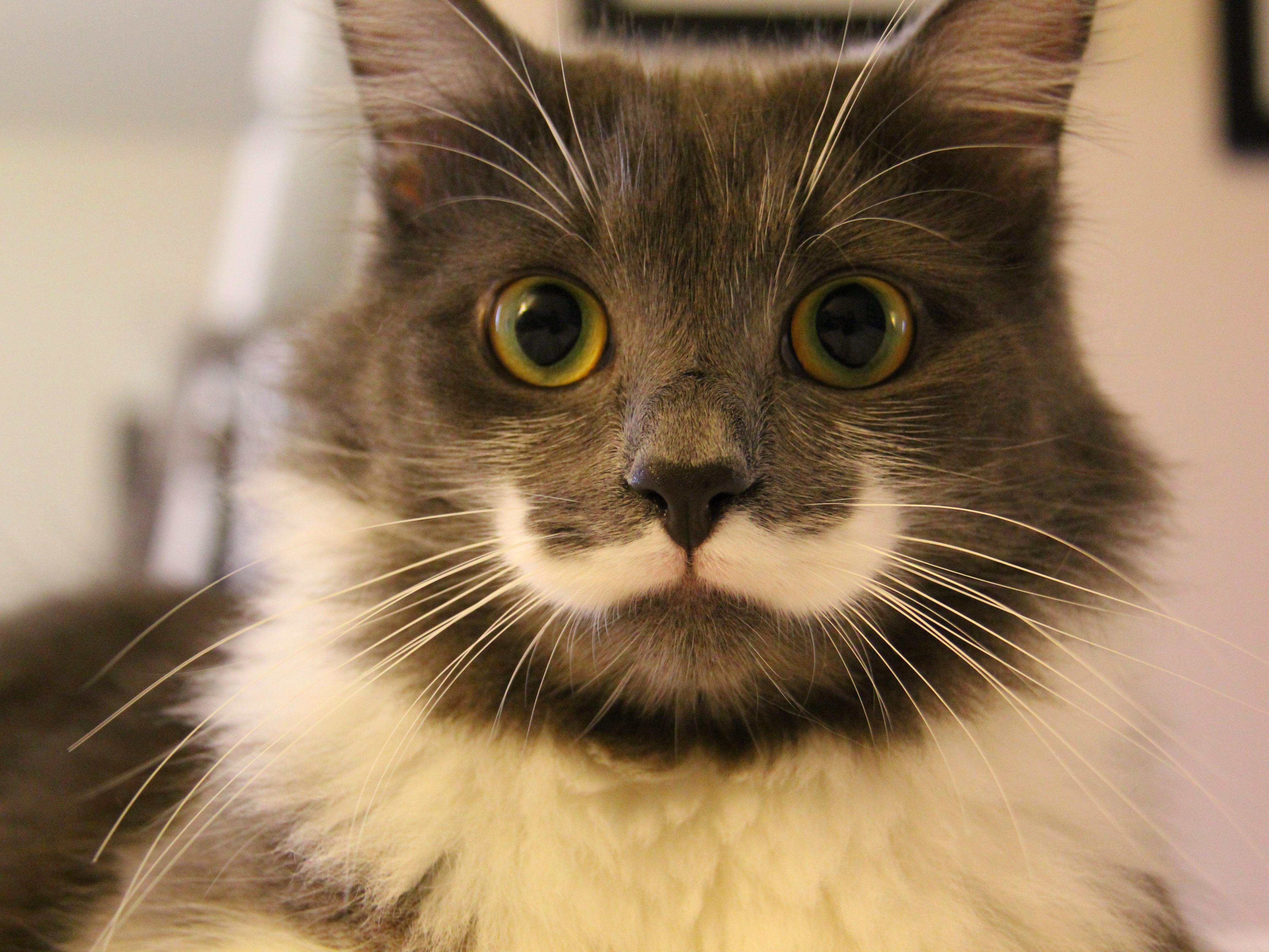 4608x3456 Hipster Cat Wallpaper , Download 4K Wallpaper For Free