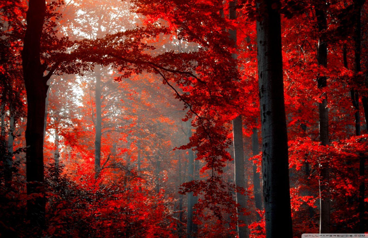 Dark Forest 4K Ultra HD Wallpapers - Top Free Dark Forest ...