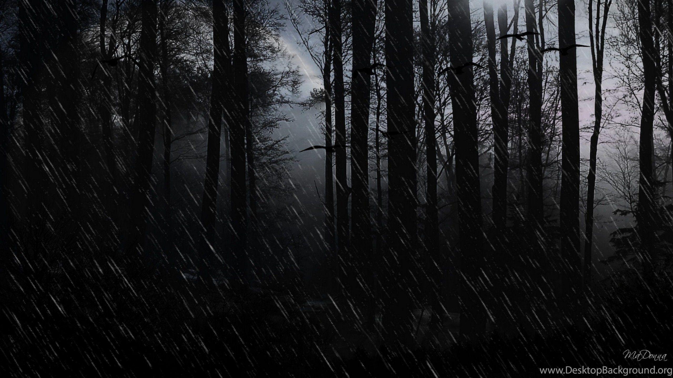 Hình nền 2560x1440 Dark Rain HD Theme Forest Trees Widescreen Woods Miễn phí