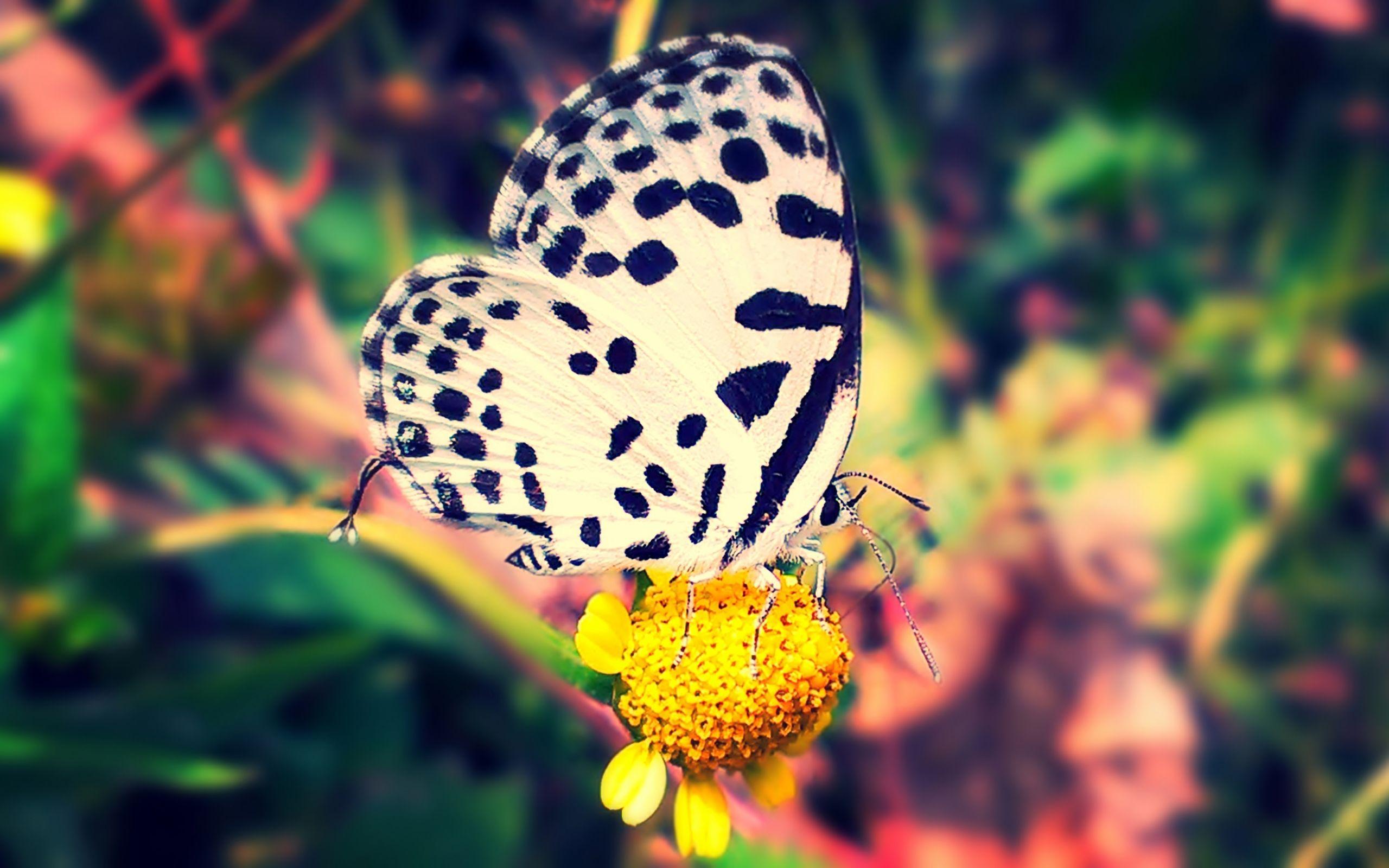 2560x1600 Butterfly nature animal forest color tree hdr ultrahd black white HD