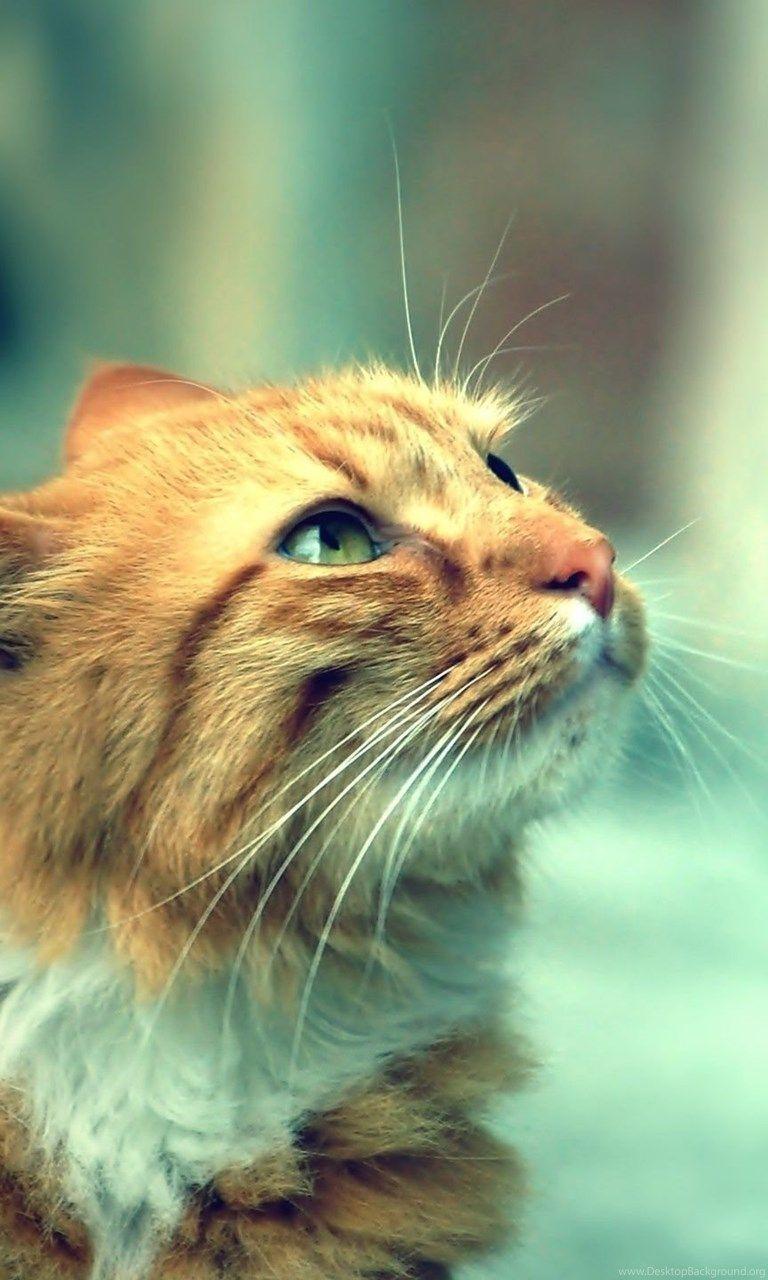 768x1280 Download 2560x1440 Hipster Filter Cat Wallpaper Desktop Background