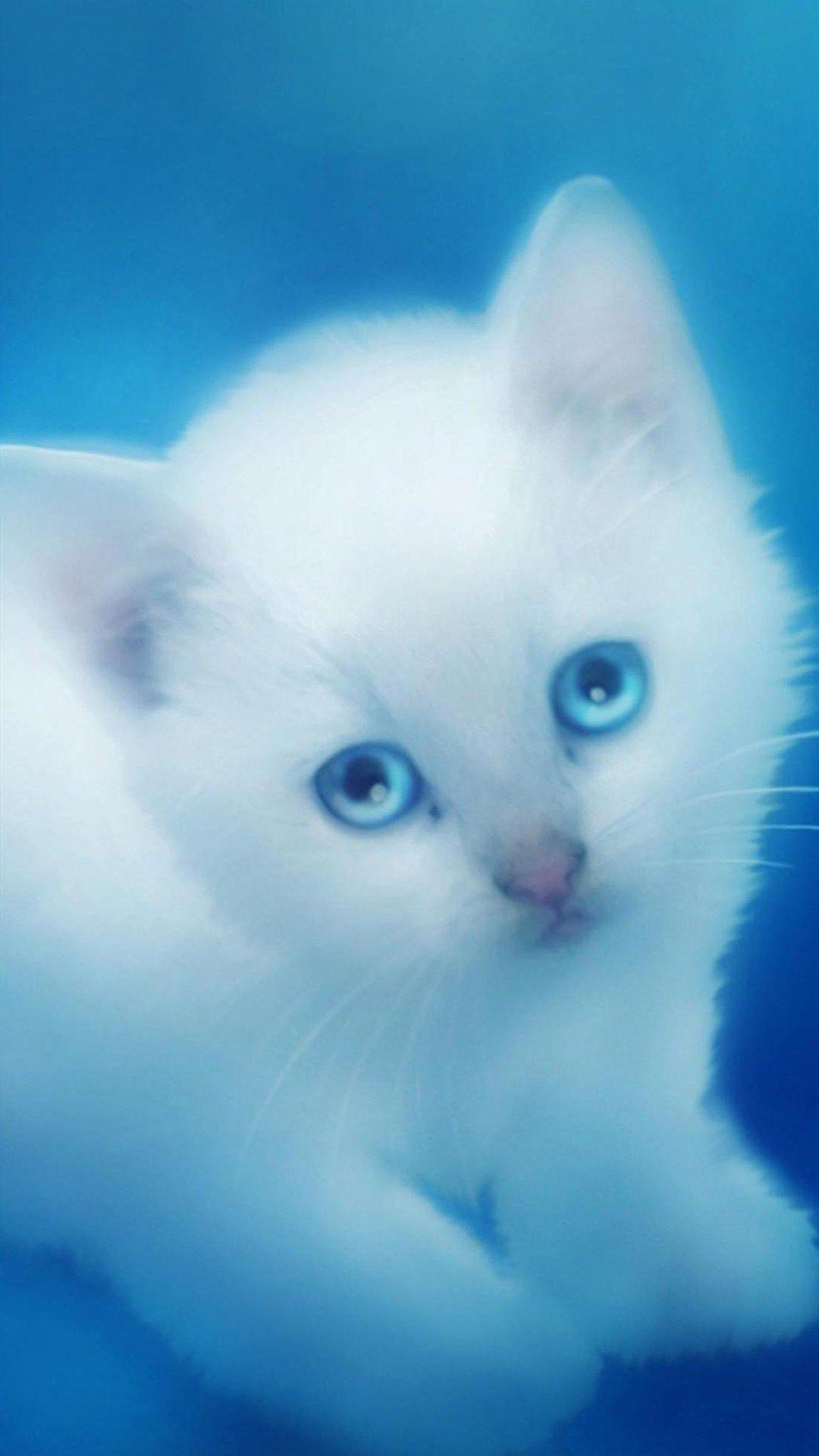 1080x1920 Hipster Cat Phone Wallpaper