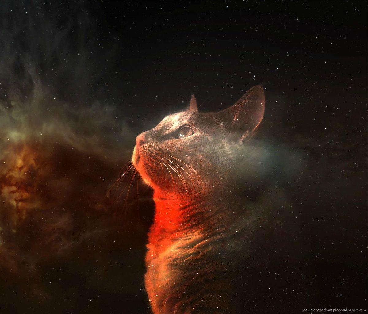 1200x1024 Hipster Cat Wallpaper Group , Download for free