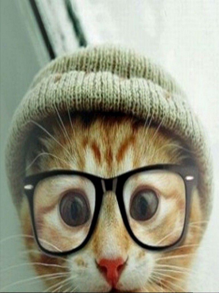 768x1024 Download hipster cat HD Wallpaper and Background