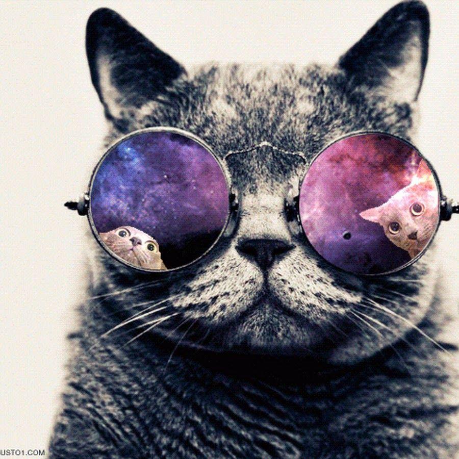 900x900 Bad Cat Step