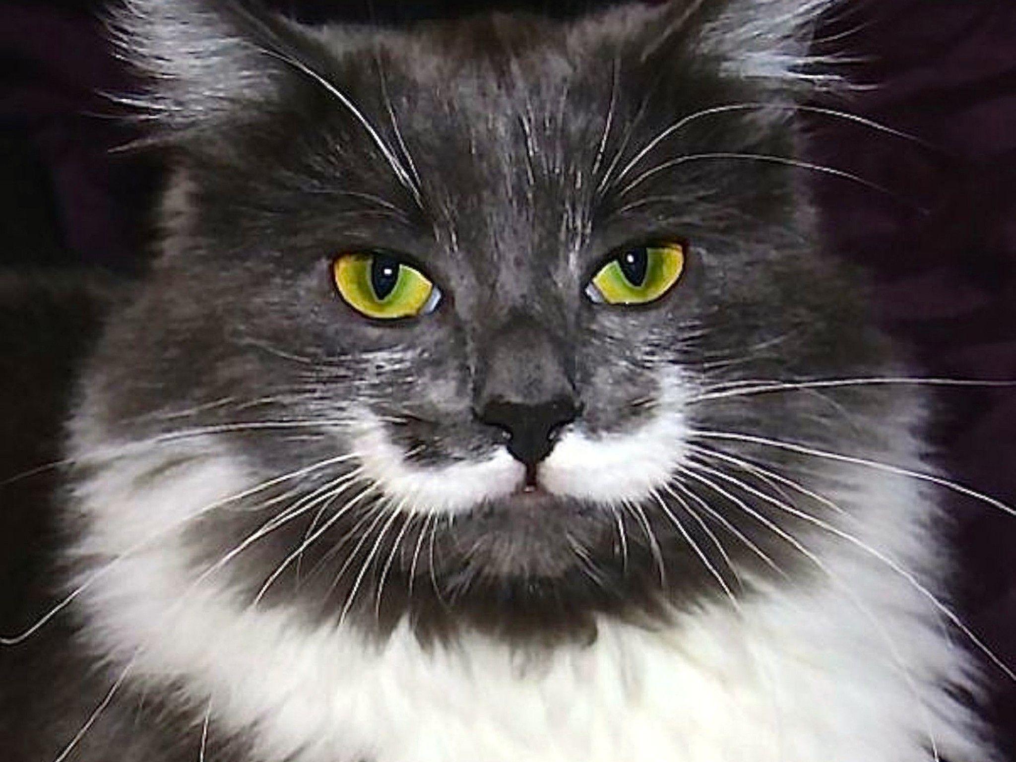 2048x1536 Cat Mustache Wallpaper Free HD Animal Screen Savers