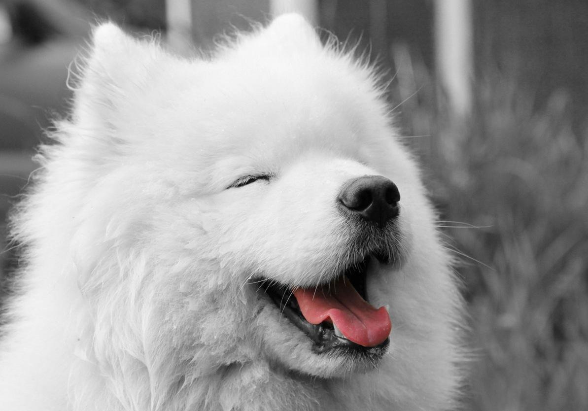 1193x834 Samoyed Puppies Desktop Wallpaper