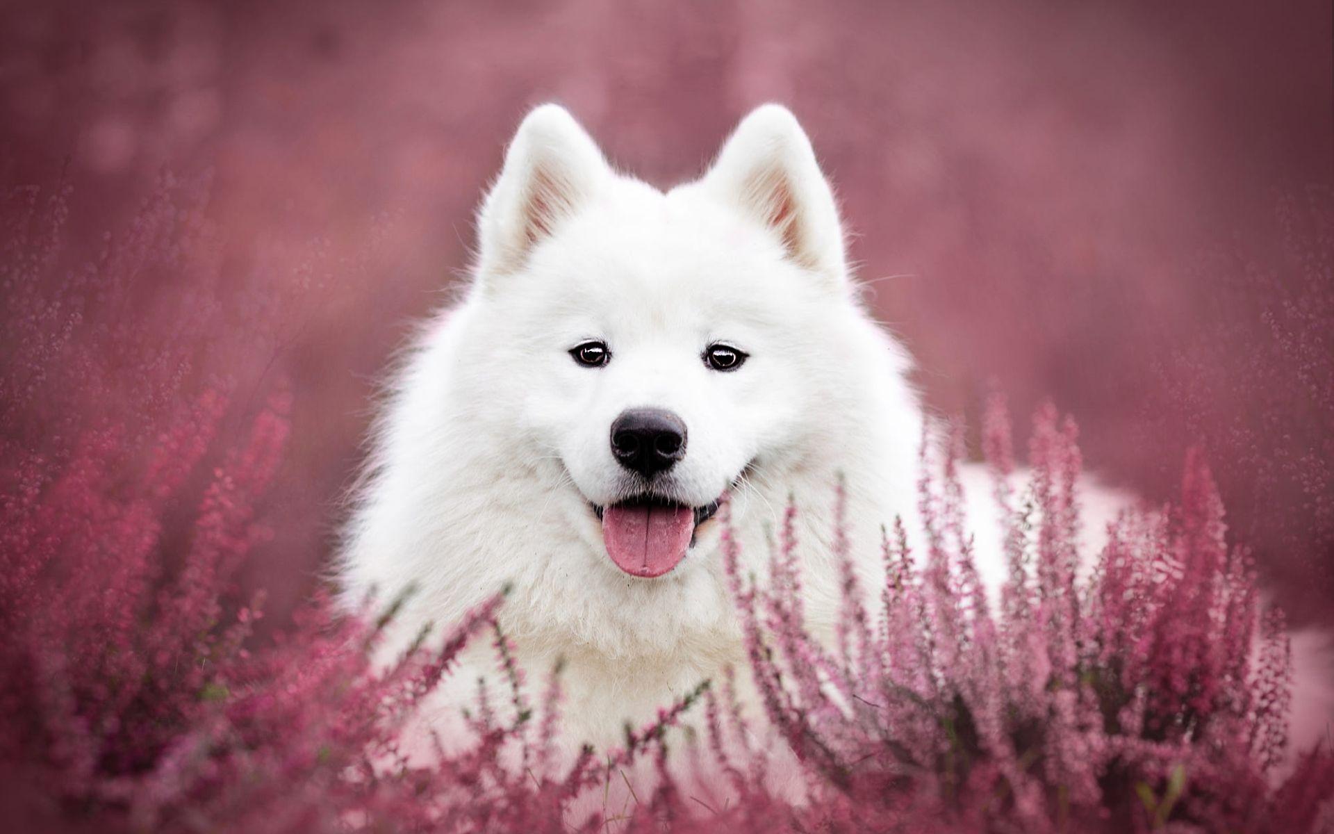 1920x1200 Samoyed Dog Wallpaper