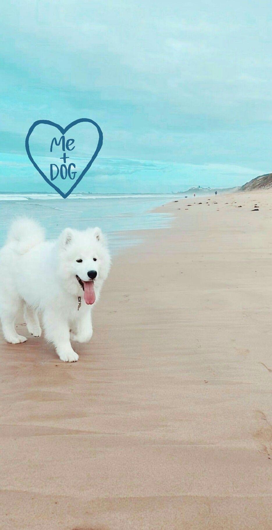 935x1820 Lock screen wallpaper Quote Background Samoyed. Dog foto, Beautiful dog breeds, Samoyed