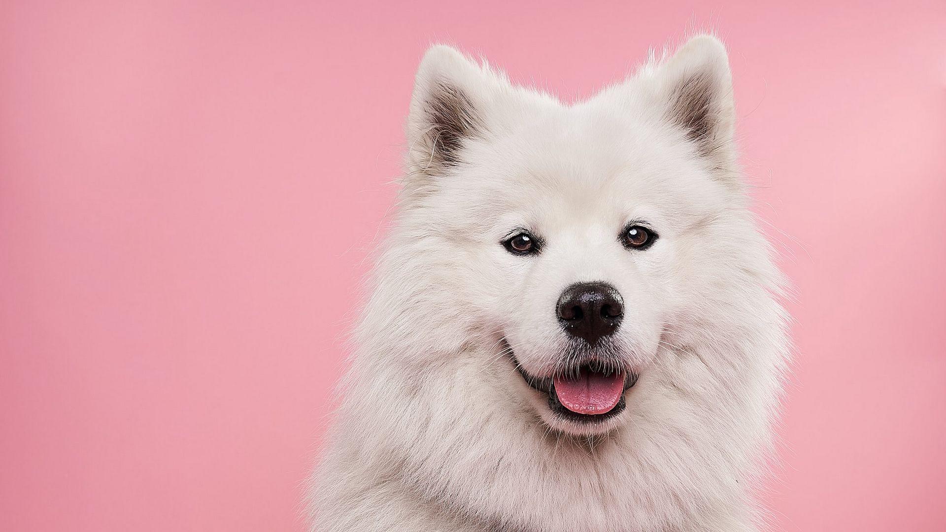1920x1080 Download wallpaper 1920x1080 samoyed dog, dog, cute, protruding tongue, confetti full hd, hdtv, fhd, 1080p HD background