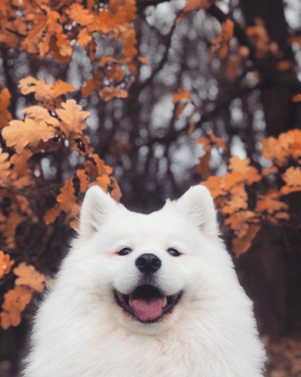 Cute Samoyed Dog Wallpapers - Top Free Cute Samoyed Dog Backgrounds ...
