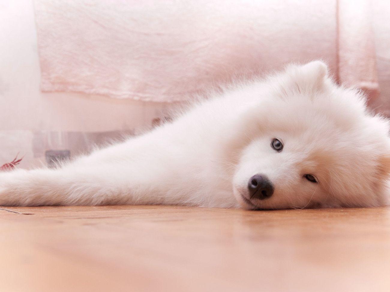 1300x975 Samoyed Dog Wallpaper
