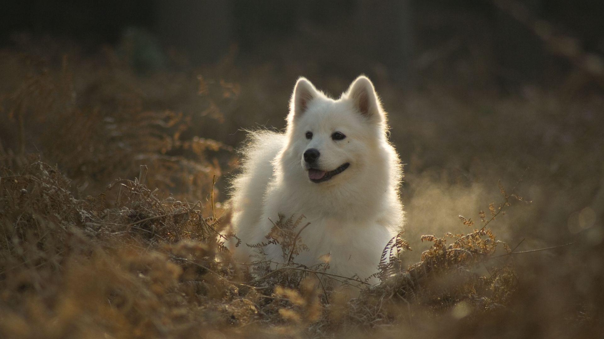 1920x1080 Download wallpaper 1920x1080 samoyed dog, dog, cute, protruding tongue full hd, hdtv, fhd, 1080p HD background