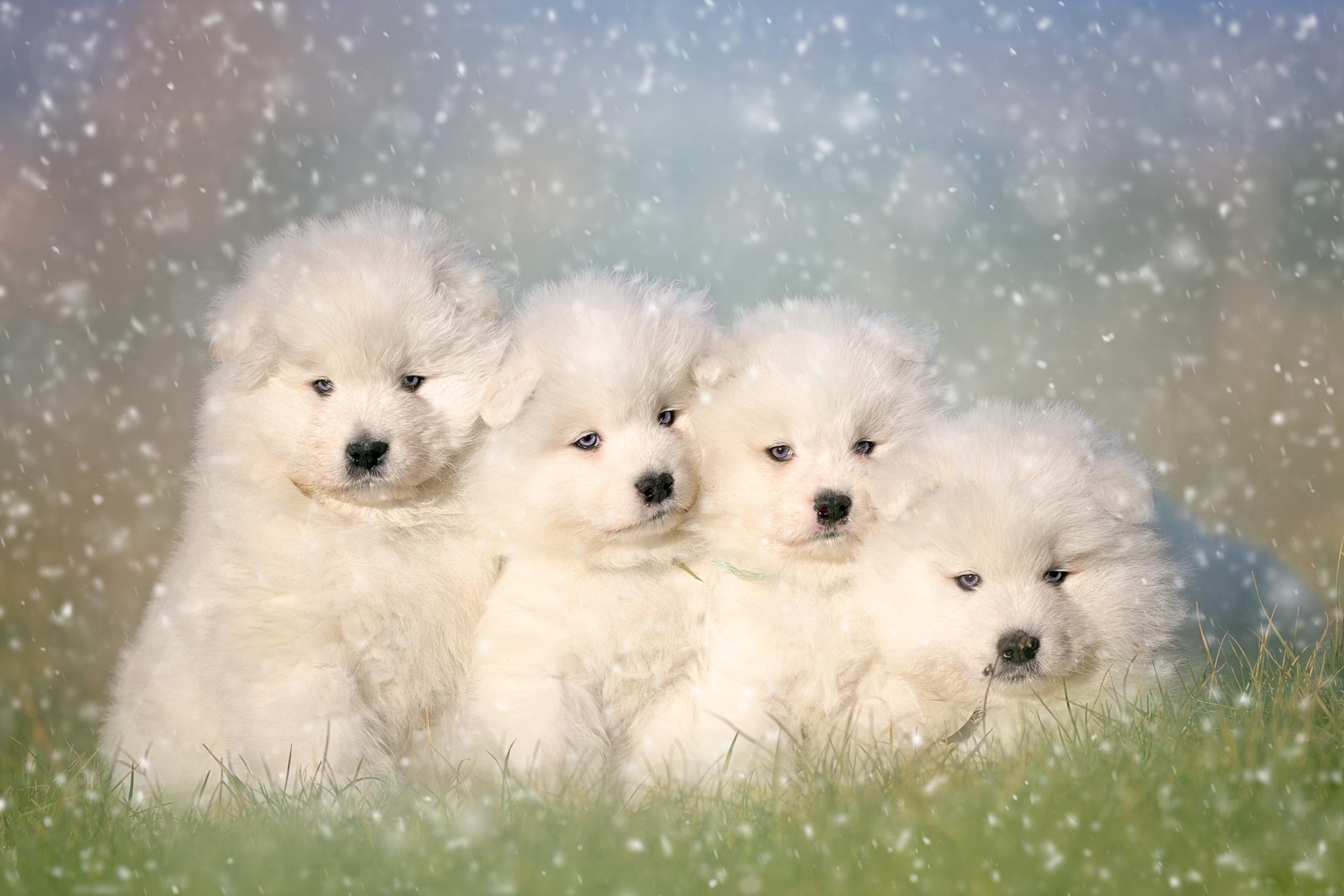2048x1365 Samoyed HD Wallpaper