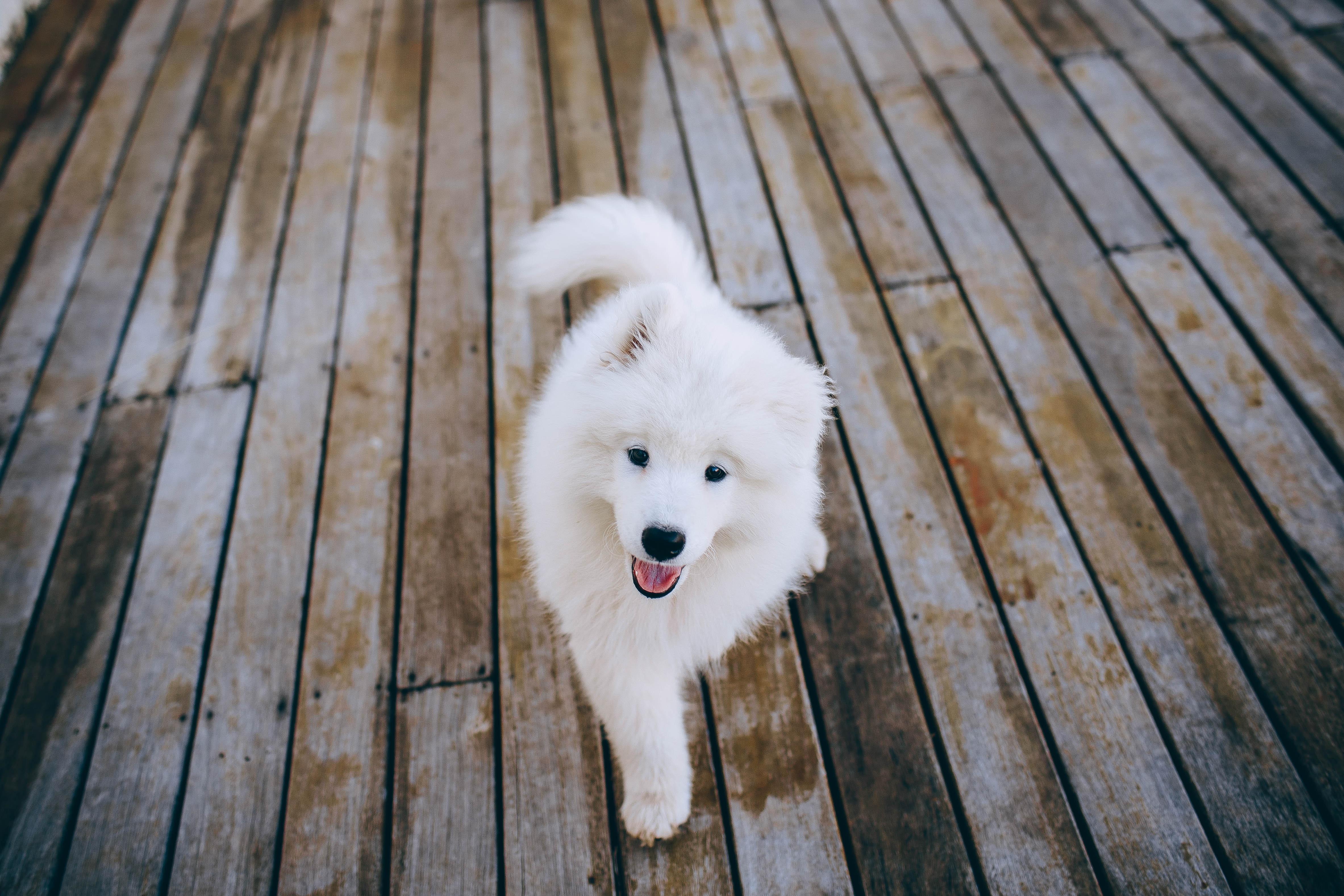 4731x3154 Samoyed Photo, Download Free Samoyed & HD Image