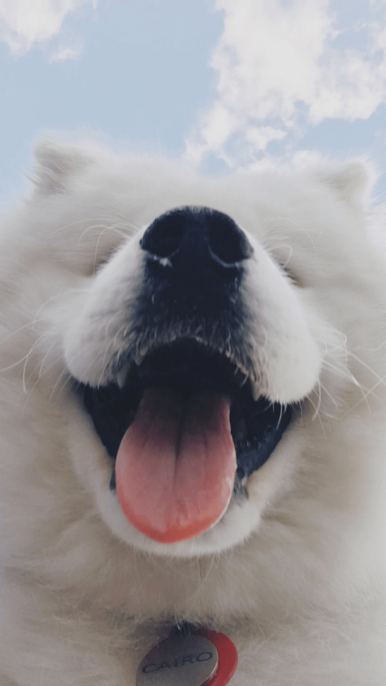 1242x2208 Samoyed Dog Wallpaper