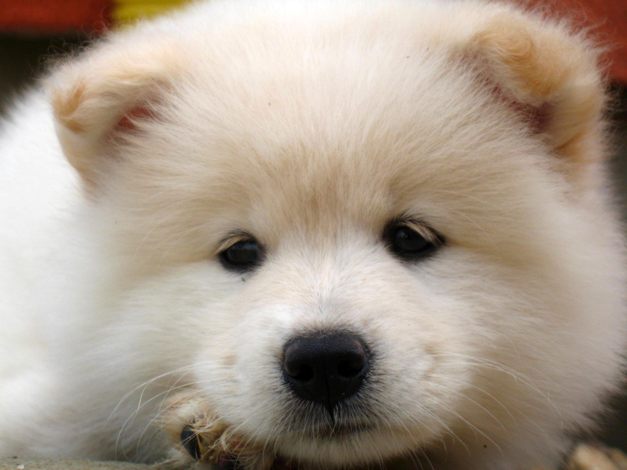 Cute Samoyed Dog Wallpapers - Top Free Cute Samoyed Dog Backgrounds ...