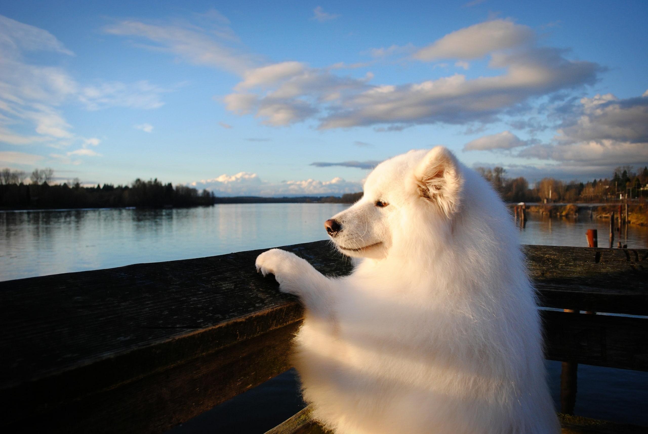 2560x1714 Wallpaper River, Dog, Samoyed • Wallpaper For You