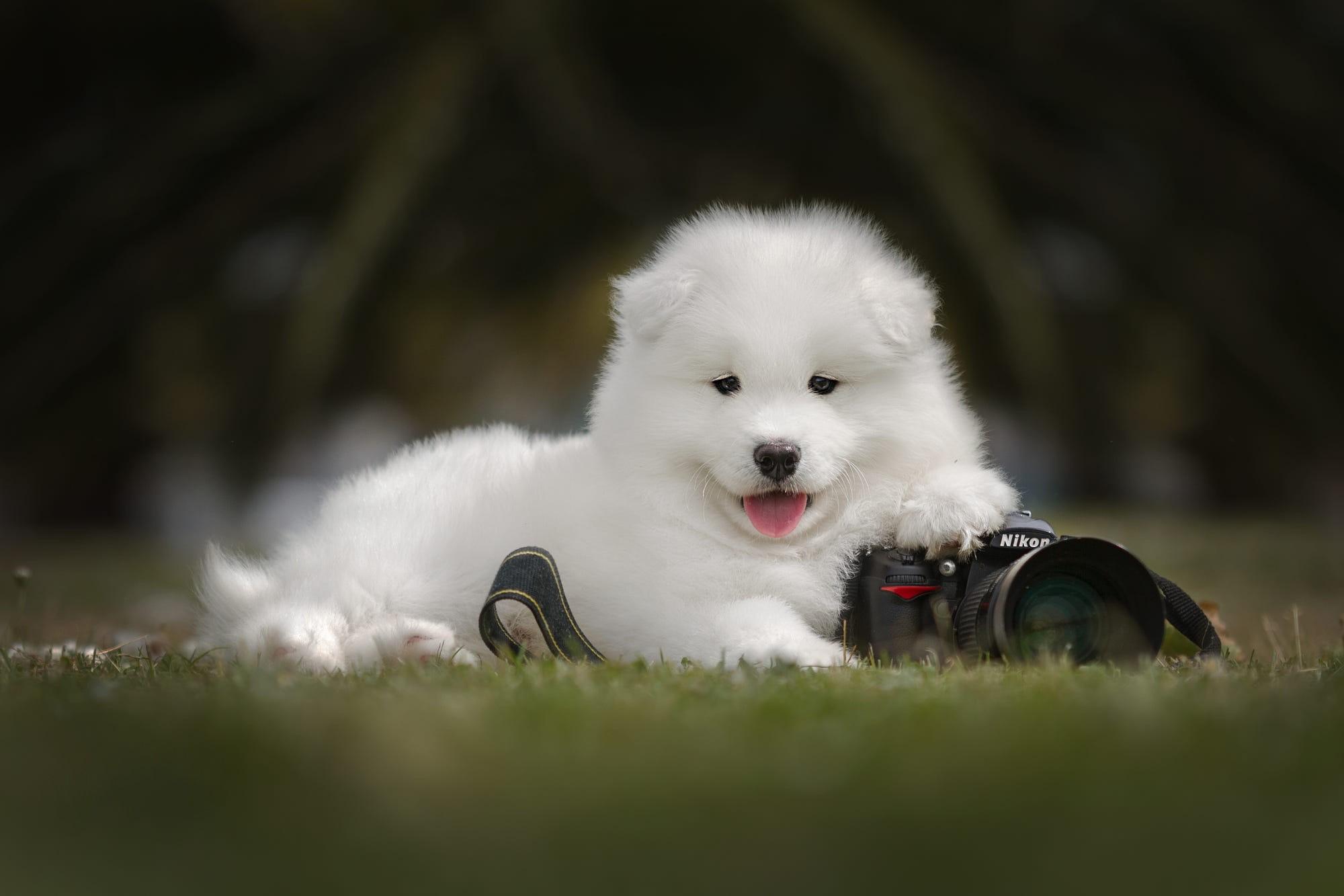 Cute Samoyed Dog Wallpapers - Top Free Cute Samoyed Dog Backgrounds