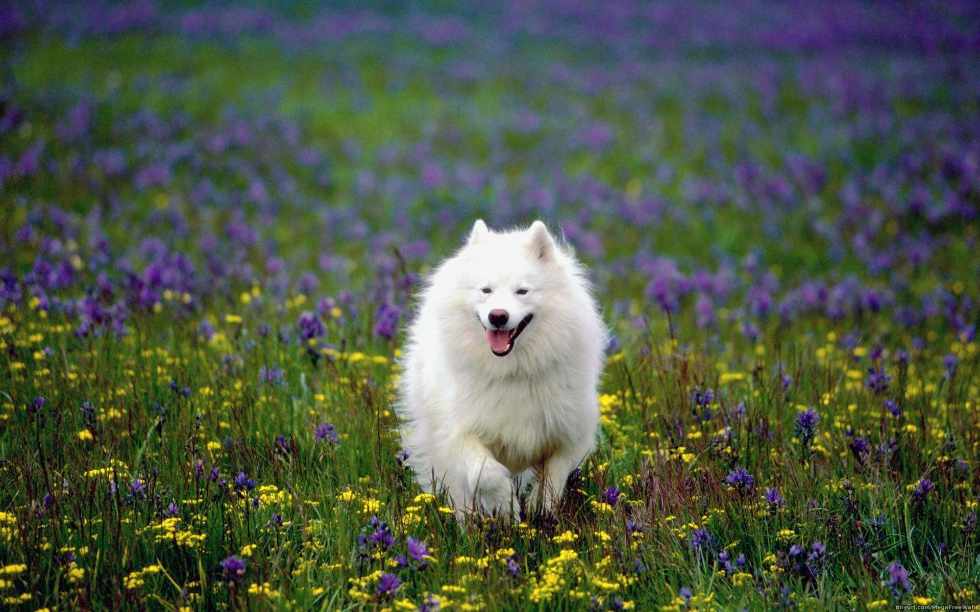 1920x1200 Samoyed HD Wallpaper