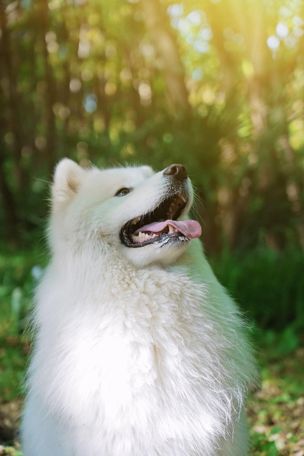 1000x1500 Samoyed Picture. Download Free Image
