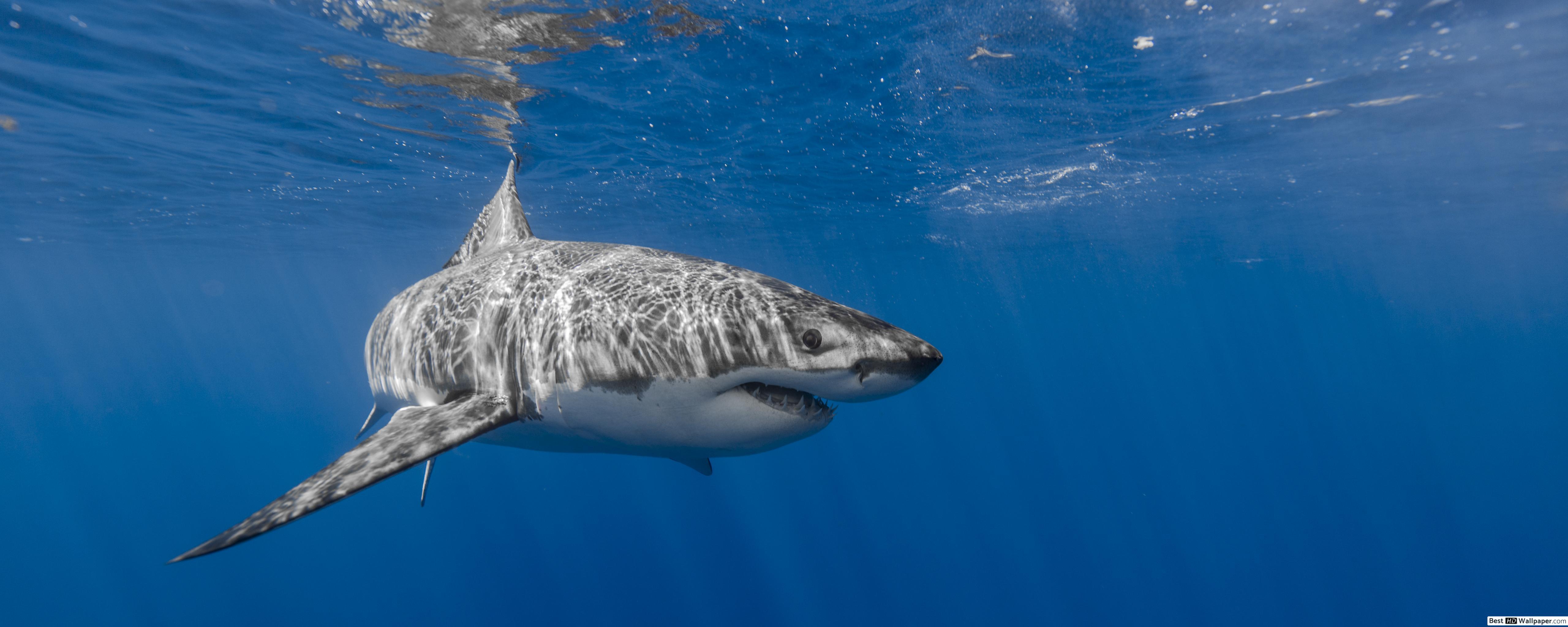 Shark Dual Monitor Wallpapers - Top Free Shark Dual Monitor Backgrounds