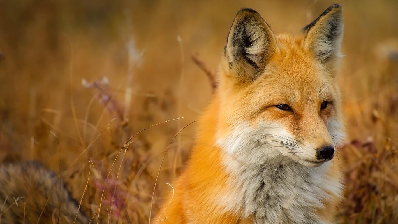 1366x768 Image Foxes Animals 1366x768
