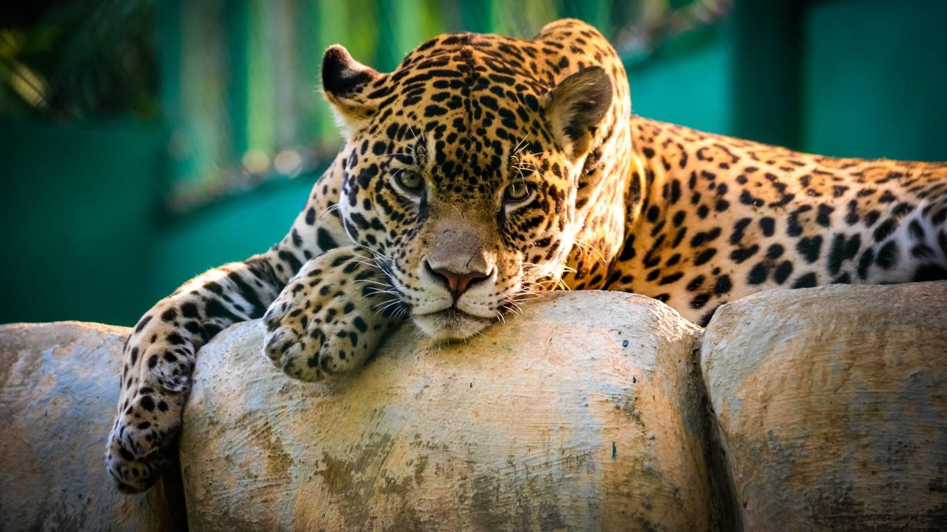 1366x768 Jaguar Animal Wallpaper for Desktop and Mobiles 1366x768