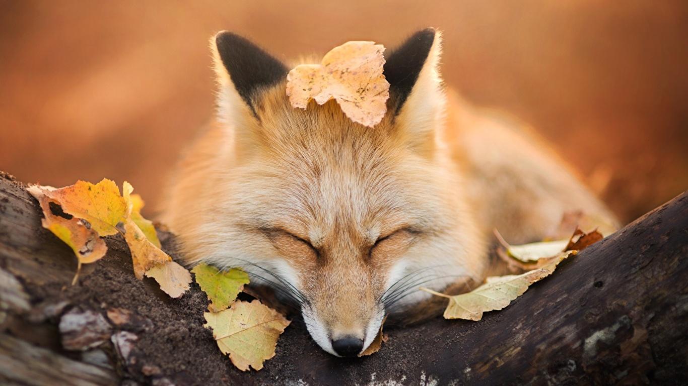 1366x768 Wallpaper Foxes Leaf Cute animal 1366x768